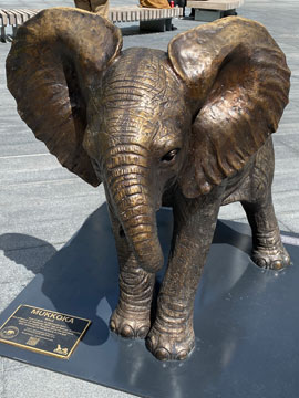elephant