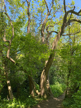 Lilly's Wood