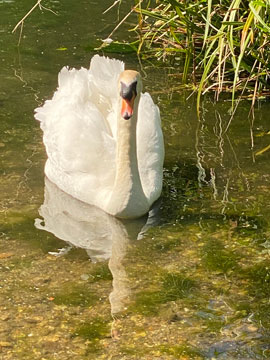 swan