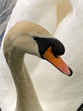 Swan