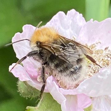 bee on bramble