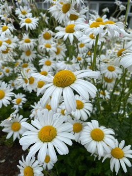 daisies