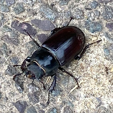 stag beetle