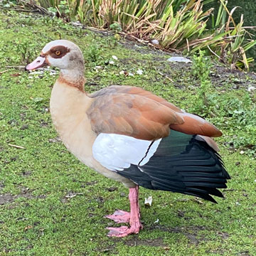 egyptian goose