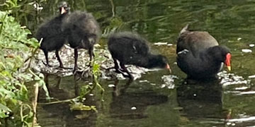 moorhen