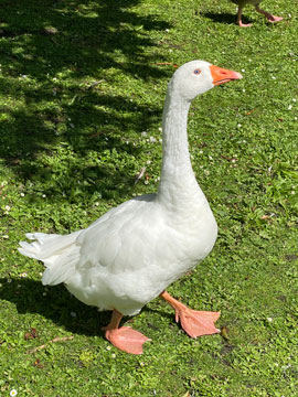 goose