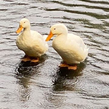 ducks