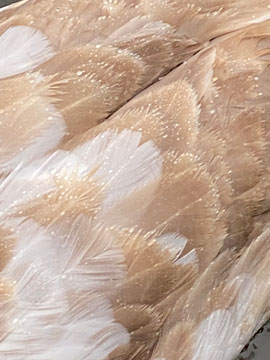 swan feathers