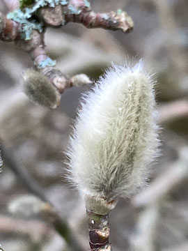 catkin