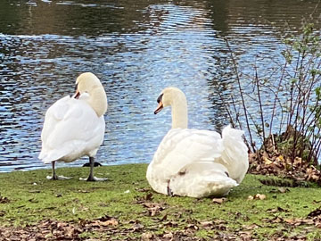 swans