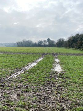 muddy field