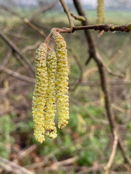 catkin