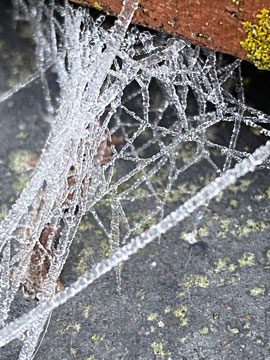 frosty web