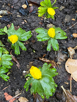 aconites