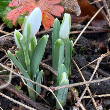 snowdrops