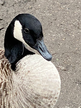 Canada Goose