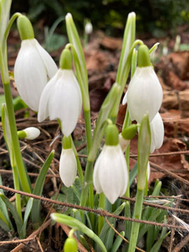 snowdrops