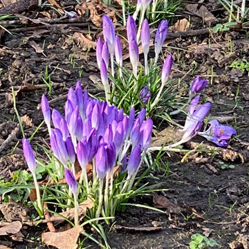 crocus