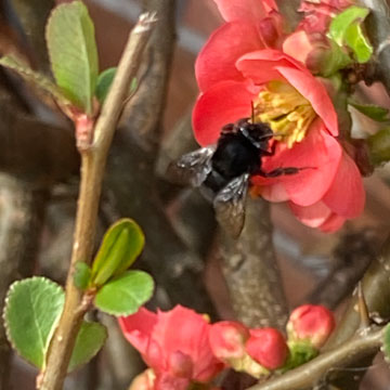 bee