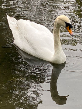 swan
