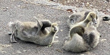 goslings