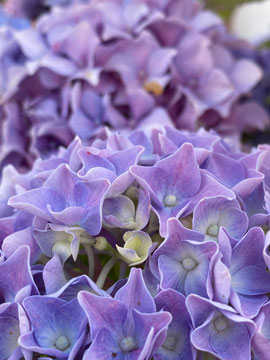 hydrangea