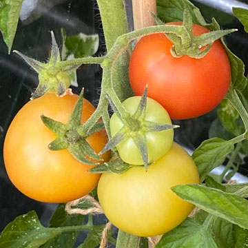 tomatoes