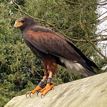 Harris Hawk