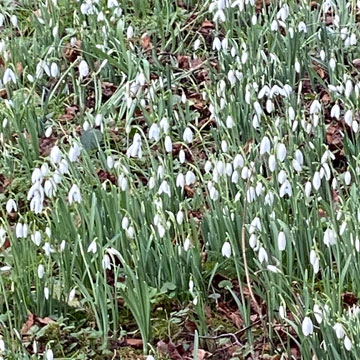 snowdrops