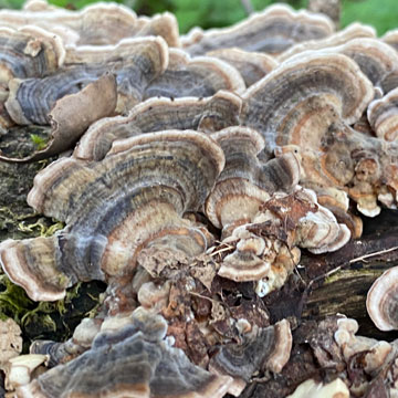 fungus