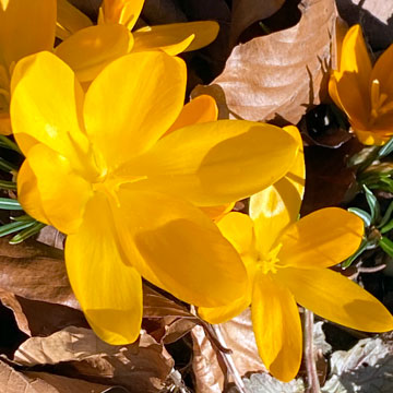 crocus
