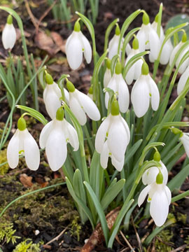 snowdrops