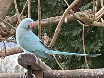 parakeet
