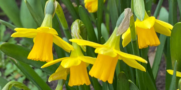 daffs