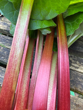 rhubarb
