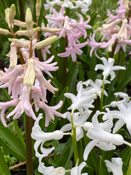 hyacinths
