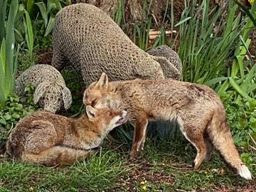 foxes