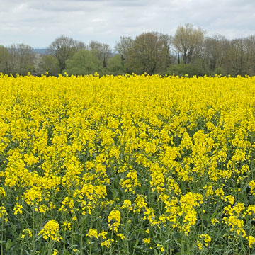 rape field