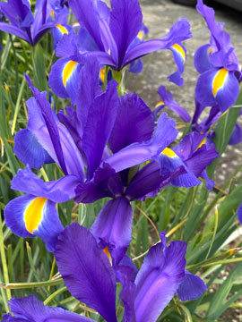 irises