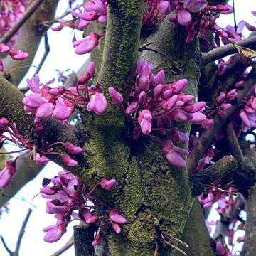 Judas tree