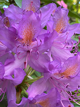 rhodendron