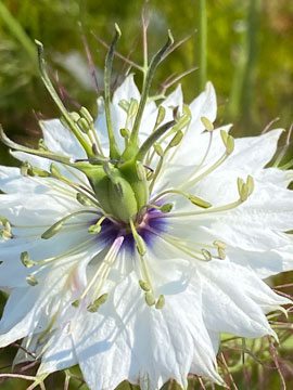 nigella
