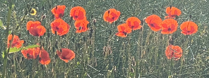 poppies