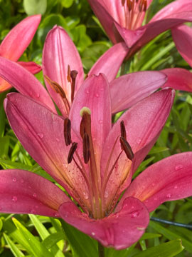 lilies