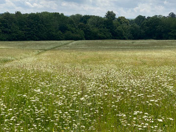 meadow