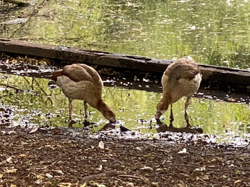 Egyptian geese