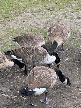 geese