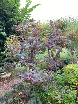 cotinus