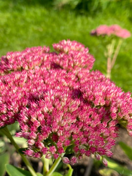 sedum