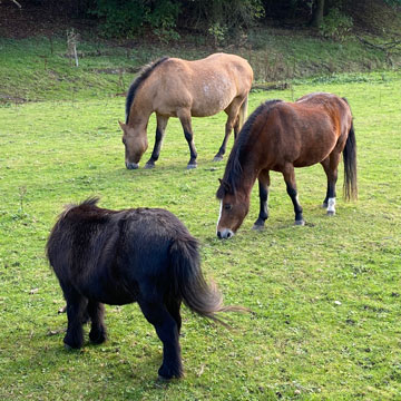 horses